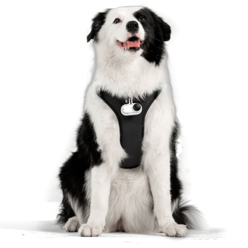Крепление для животных Pet Harness Mount Size L фото 4