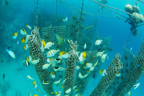 Подводный дрон PowerVision PowerRay Wizard фото 20