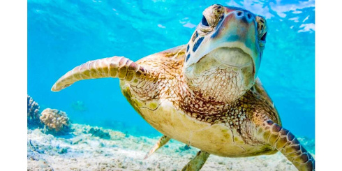 Фильтры PolarPro AQUA на бокс GoPro HERO8 фото 4